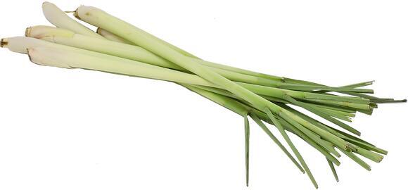 Lemongrass 香茅