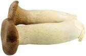 King Oyster Mushroom 杏鲍菇
