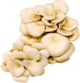 Oyster Mushroom 蠔菇