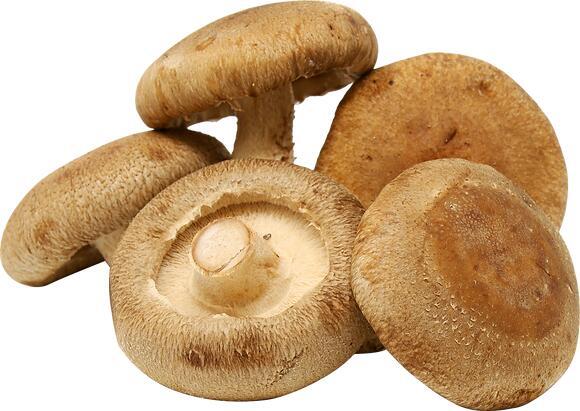 Shitake Mushroom 新鲜香菇