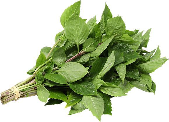 Thai Basil 九层塔