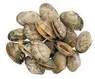Clam