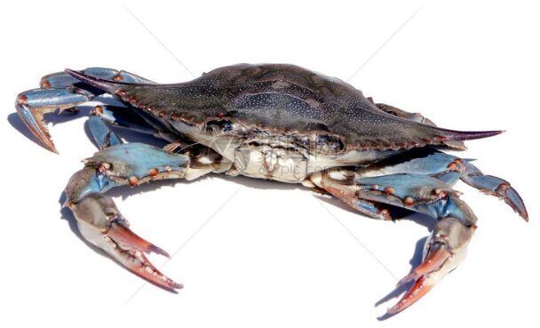 Blue Crab 