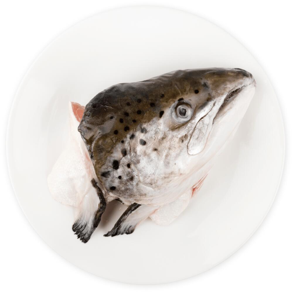 Salmon Head 