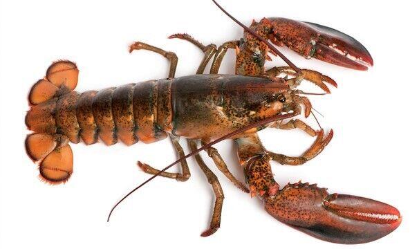 Live Lobster 