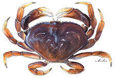 Dungeness Crab