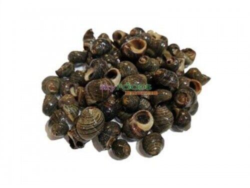 Stone Snail