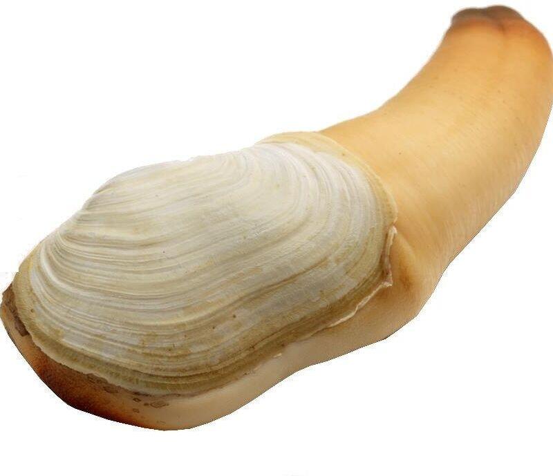 Geoduck